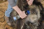shearping a sheep's chest