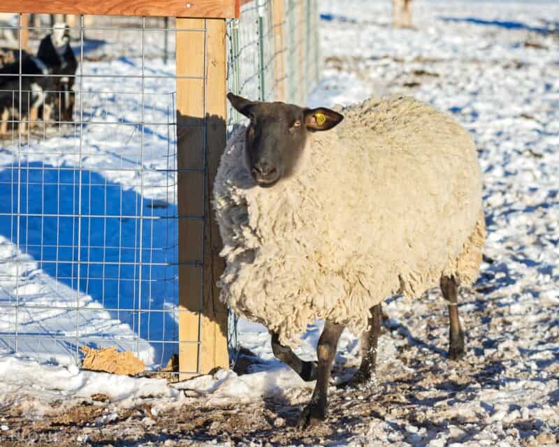sheep in snow next to wired fence
