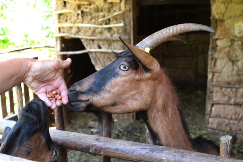 two goats eating peanuts