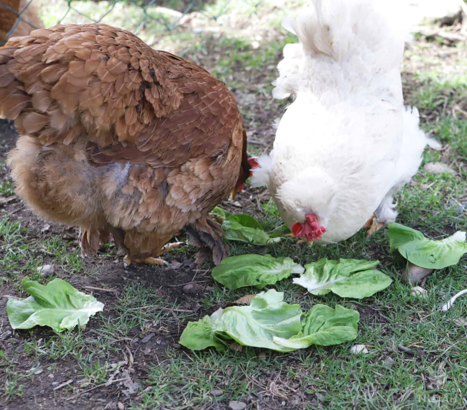 two hens eating lettuce