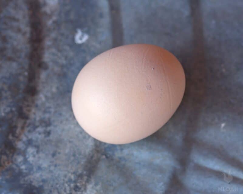 Silver-Laced Wyandotte egg