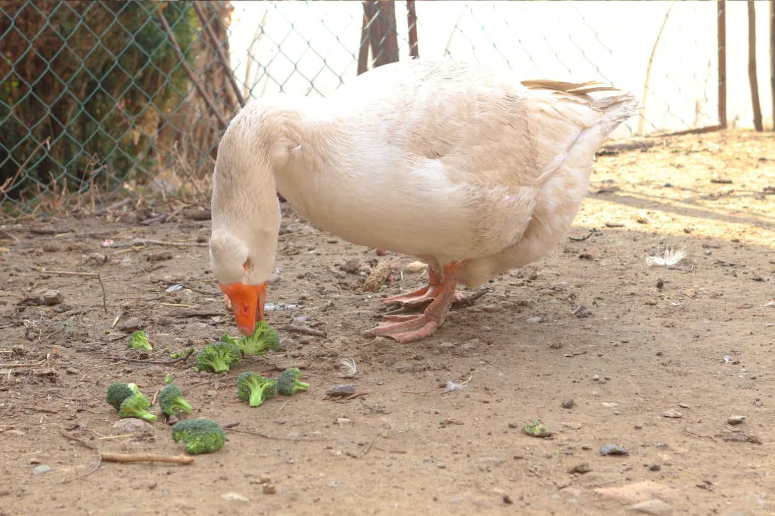 a geese eating broccoli