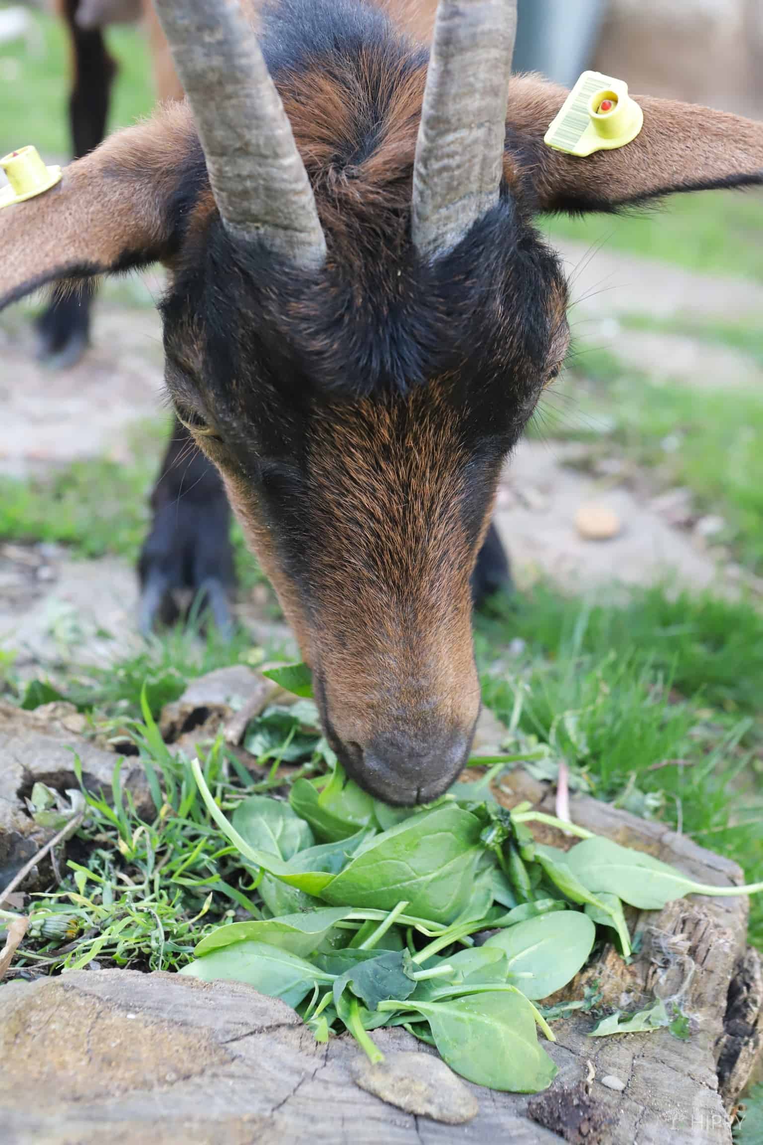 a goat eating some spinach