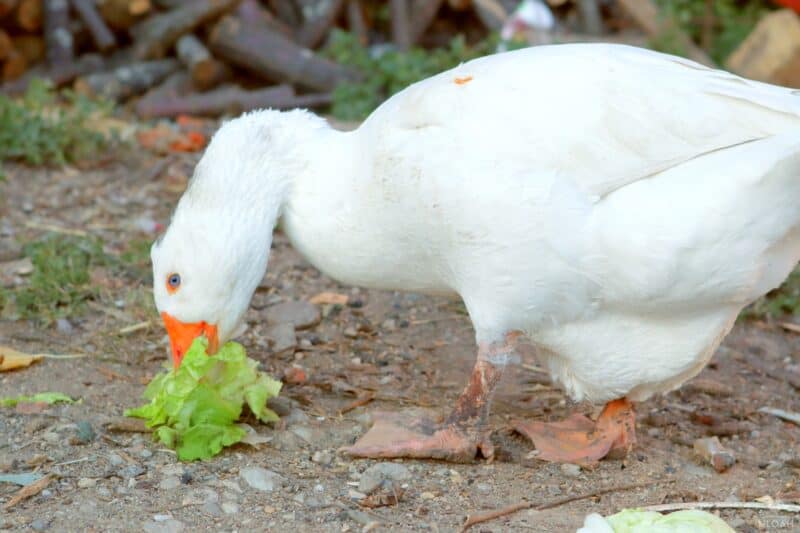 a goose eating cabbage