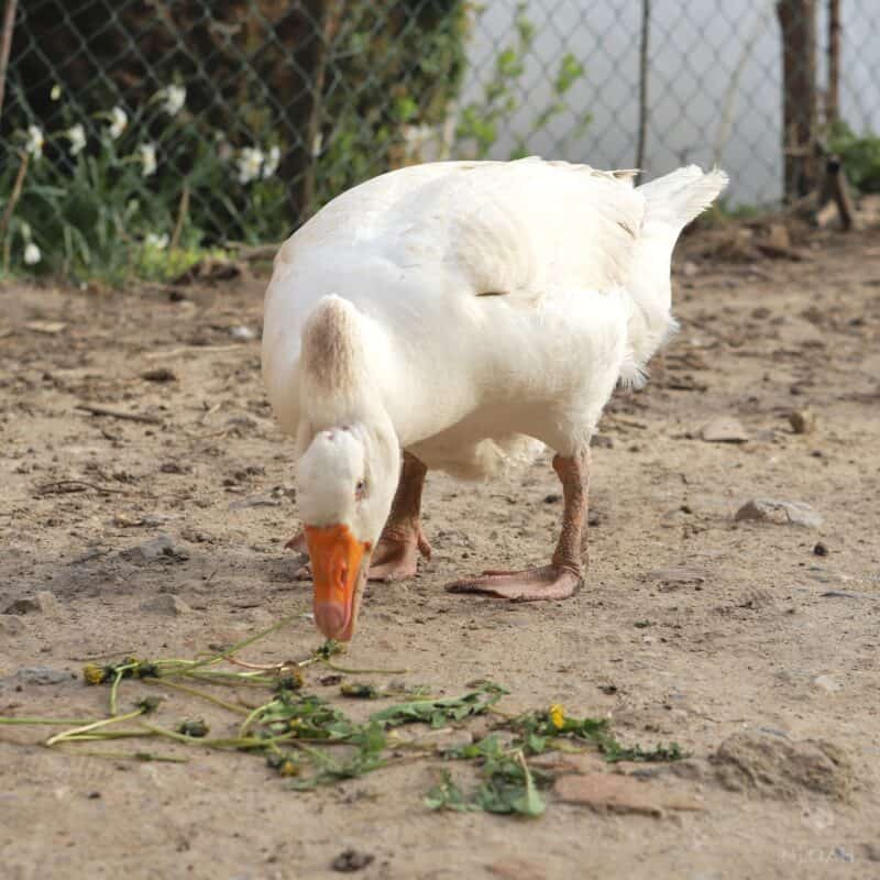 a goose eating dandelions