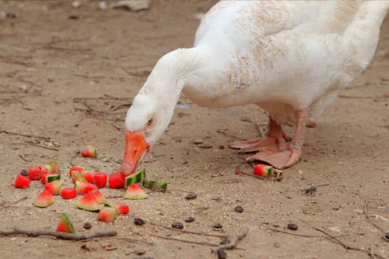 a goose eating diced waterlemon