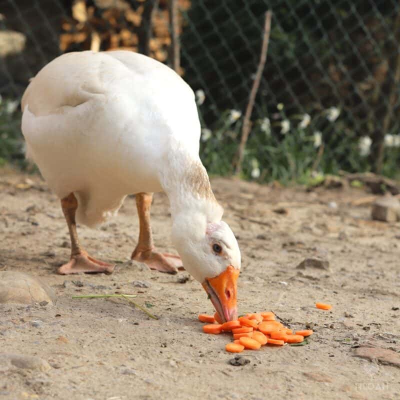 a goose eating sliced carrots