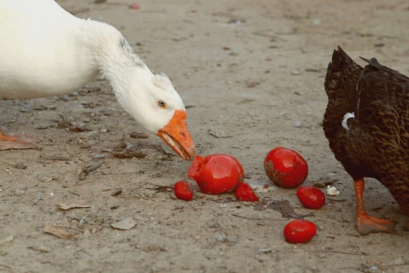 a goose eating tomatoes