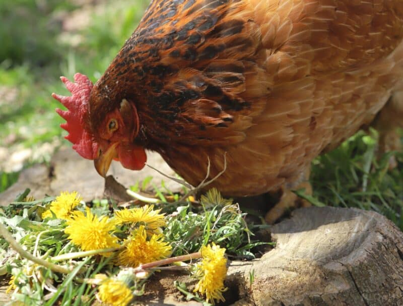 a hen eating dandelion