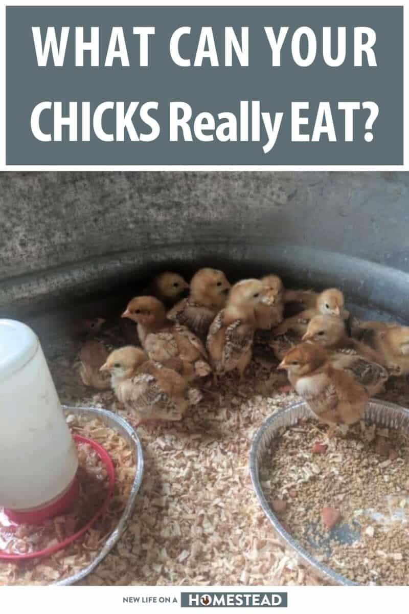 baby chicks feed pinterest