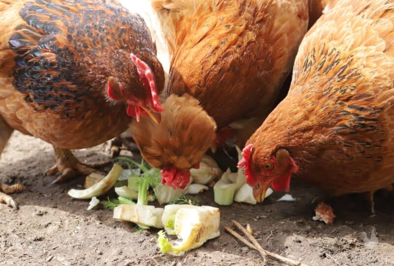 chickens eating fennel
