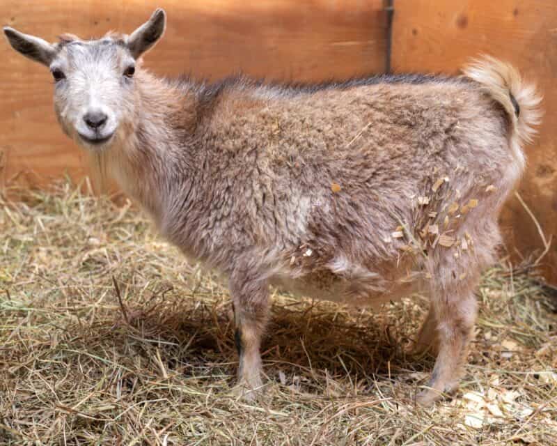 contractions starting in pregnant goat