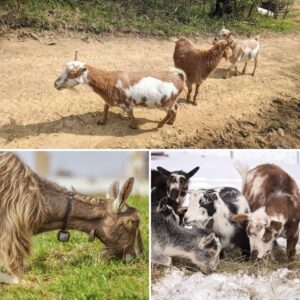 dairy goat breeds collage
