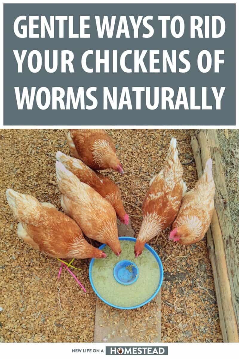 deworm chickens naturally pinterest