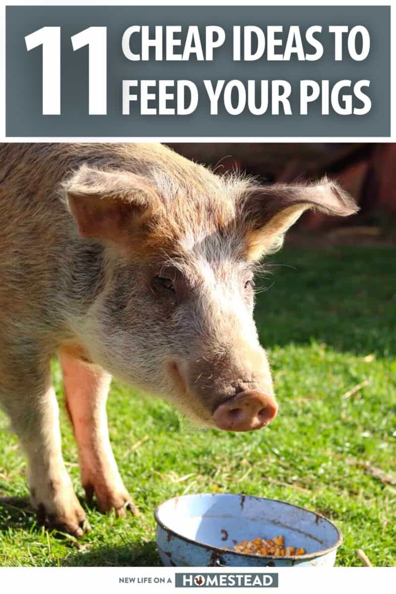 feeding your pigs cheaply pinterest