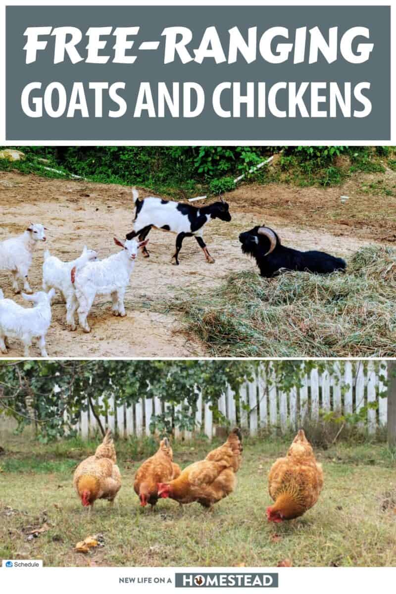 free-ranging goats and chickens pinterest