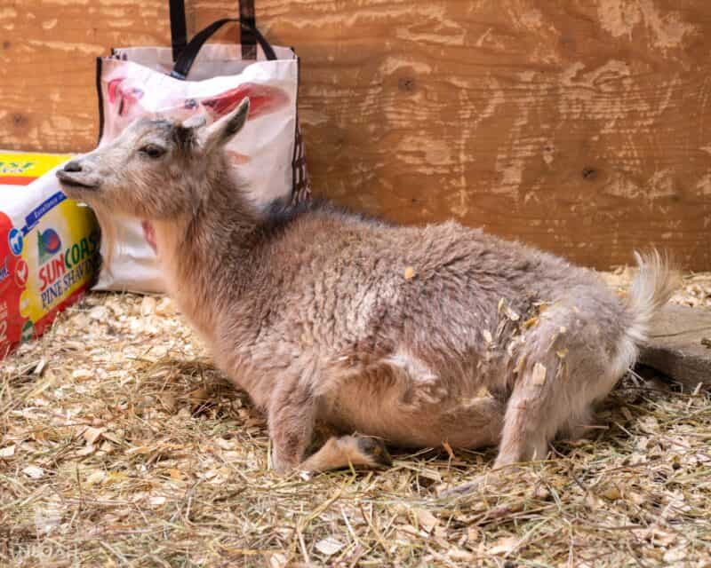 goat in labor starting to push