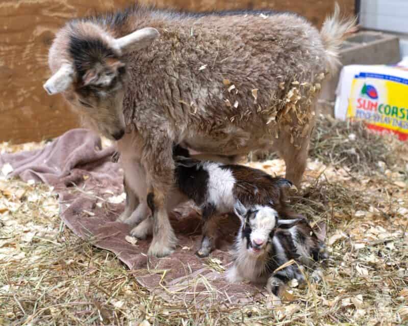 goat with two newborn babies