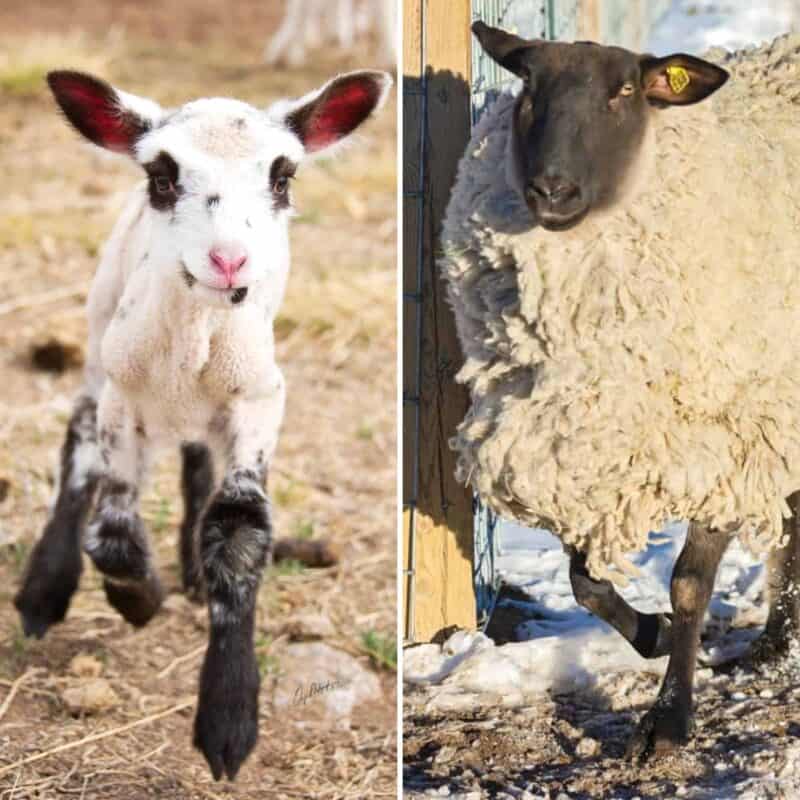 lambs vs sheep collage