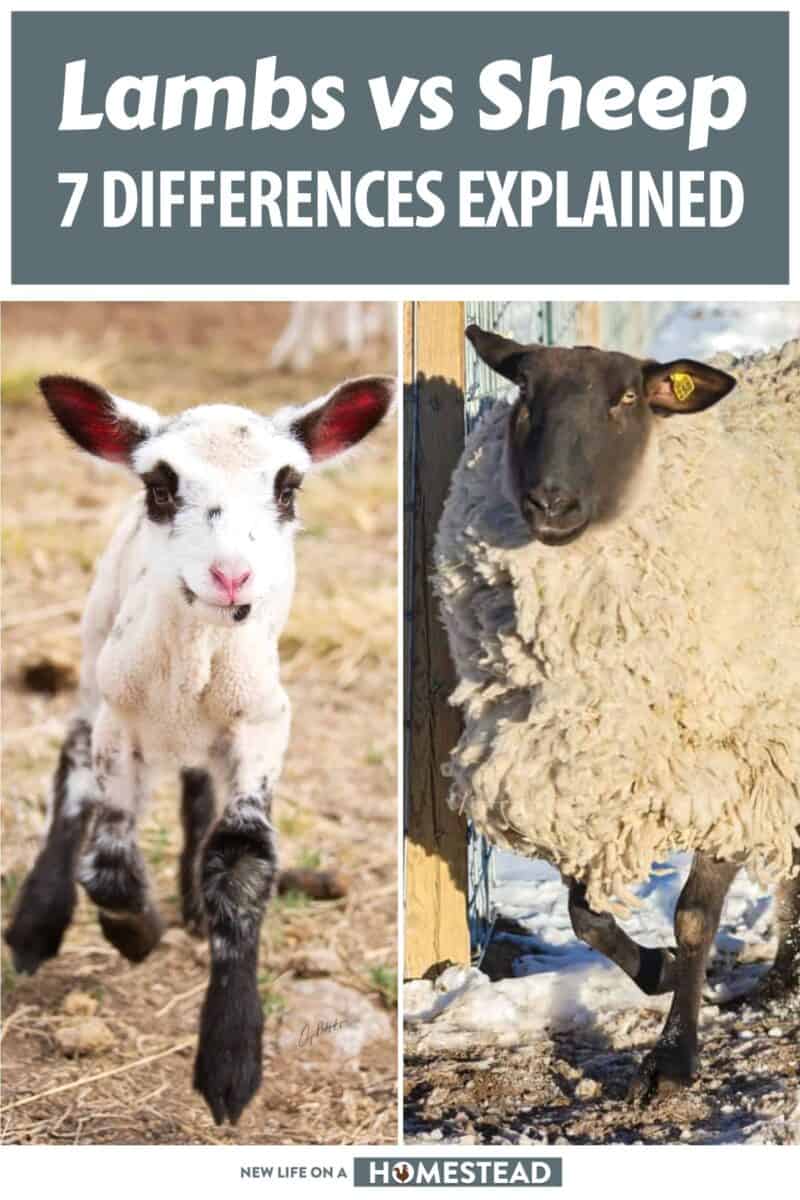 lambs vs sheep pinterest