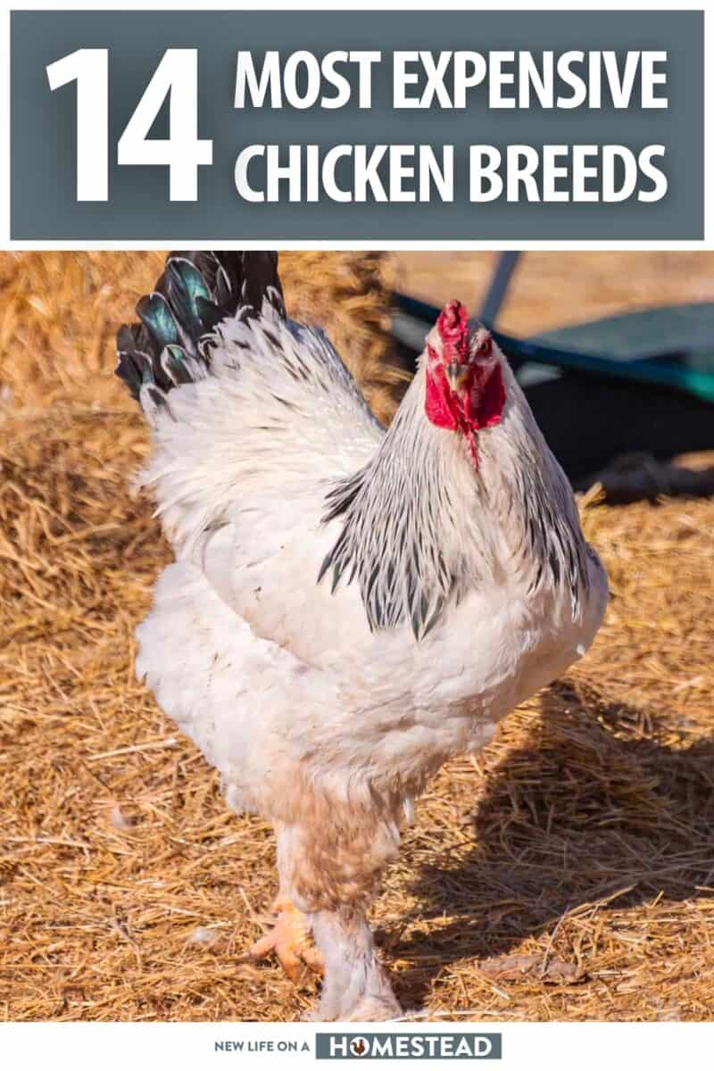 most expensive chicken breeds pinterest