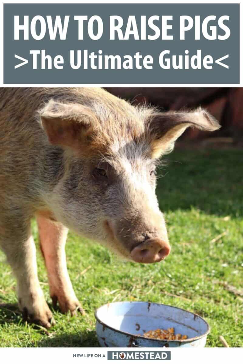 raising pigs guide pinterest