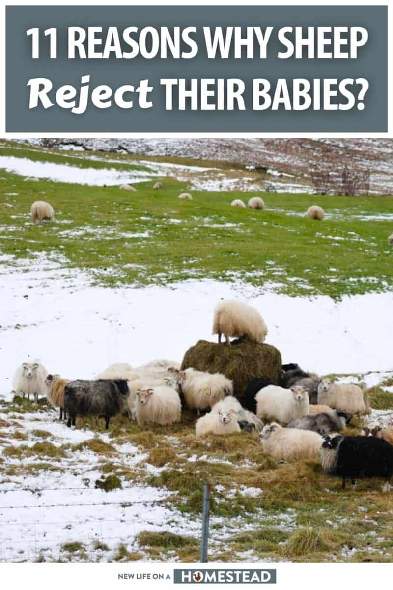 sheep reject babies pinterest