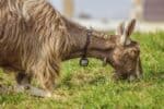 The Top 8 Dairy Goat Breeds that Will Give You a Ton of Milk