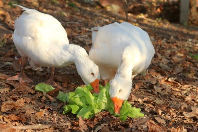 two geese enjoying lettuce