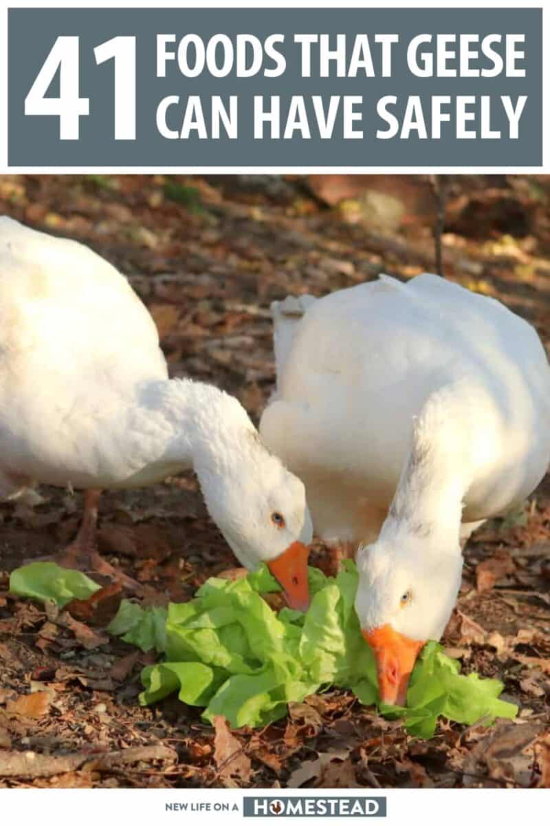what do geese eat pinterest