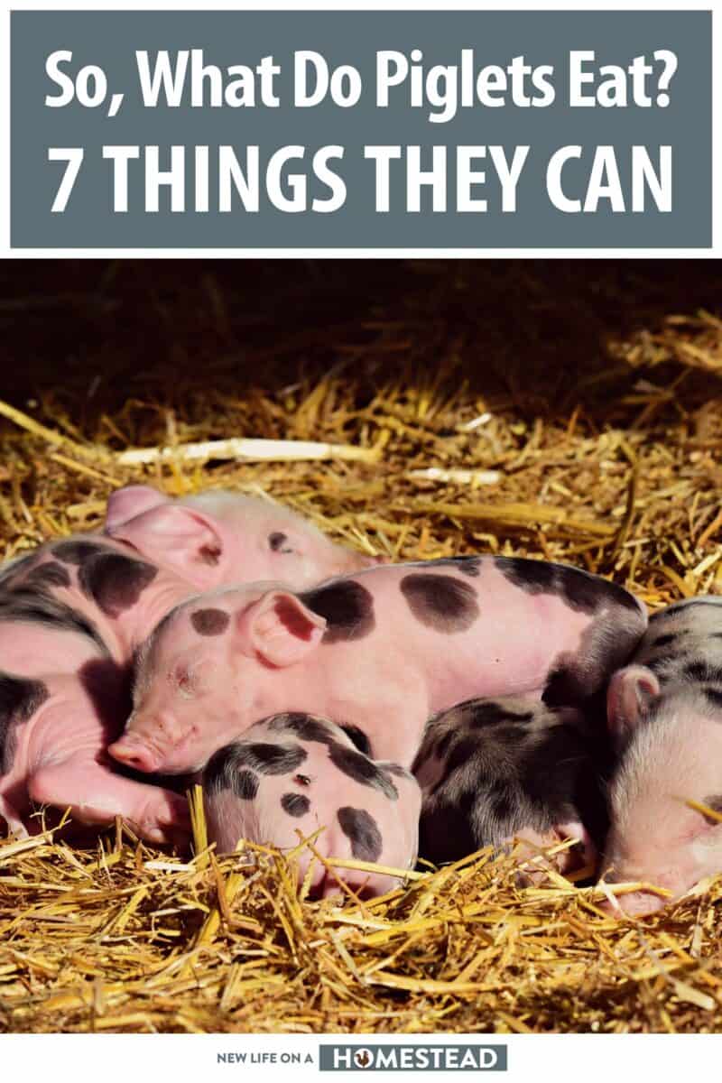 what to feed piglets pinterest