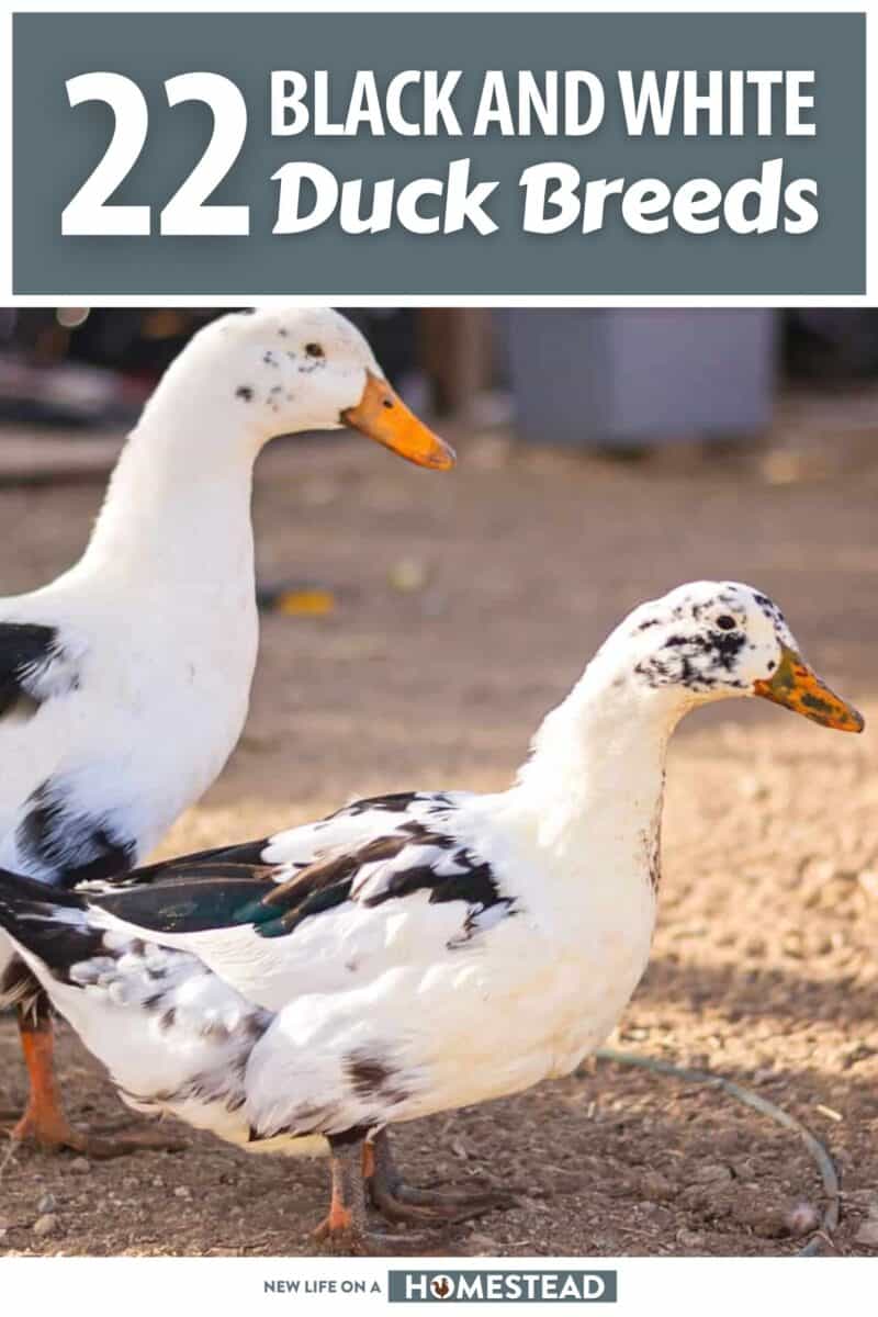 black and white duck breeds pinterest