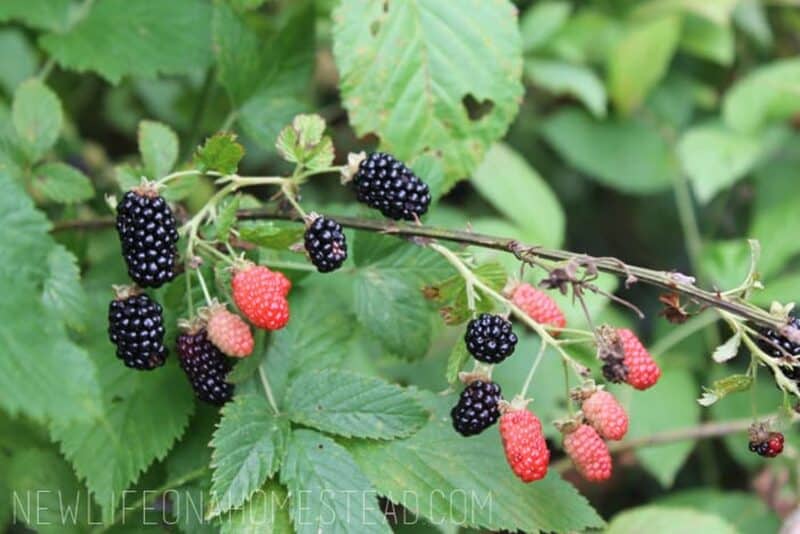 blackberries on bush