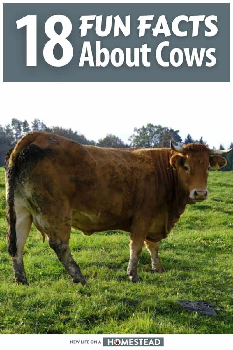 cows facts pinterest