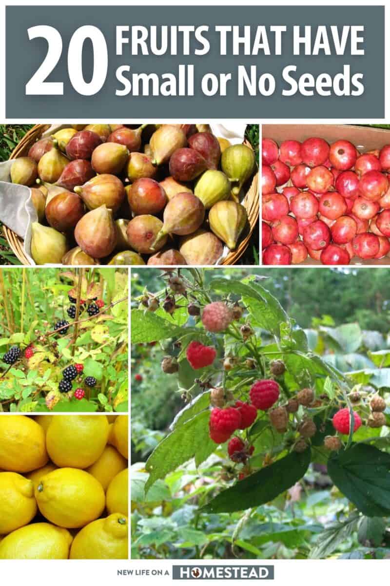 fruits with small or no seeds pinterest