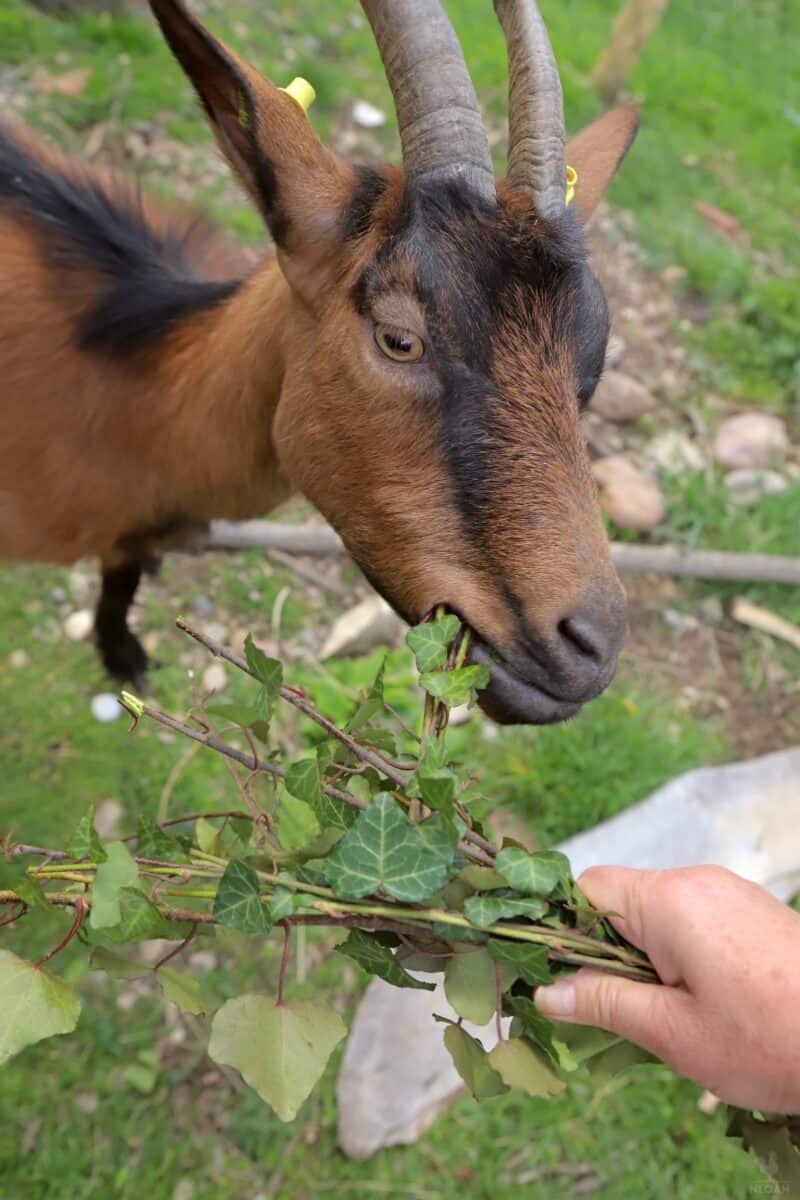 goat enjoying some poison ivy