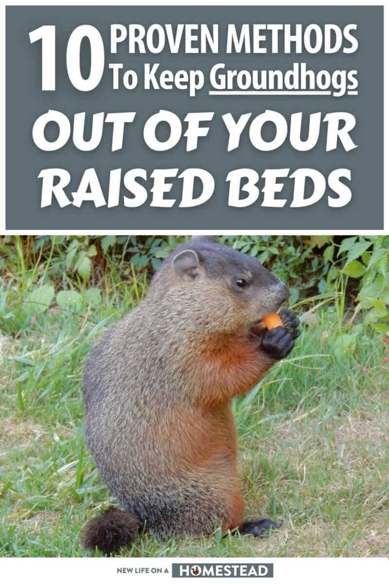 keeping groundhogs out of raised beds pinterest