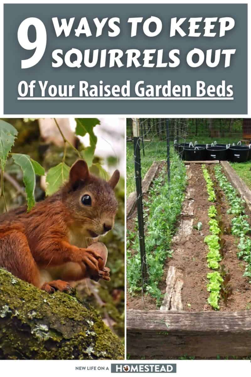 keeping squirrels out of raised beds pinterest