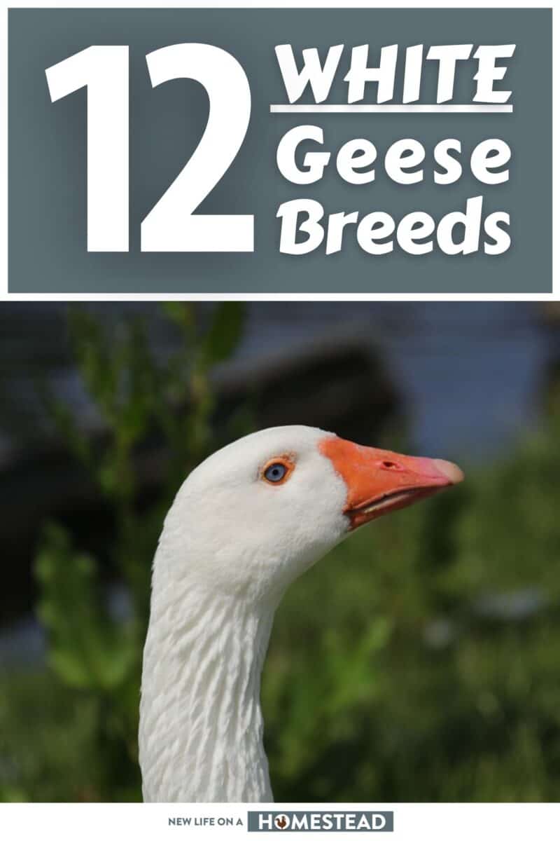 white geese breeds pinterest