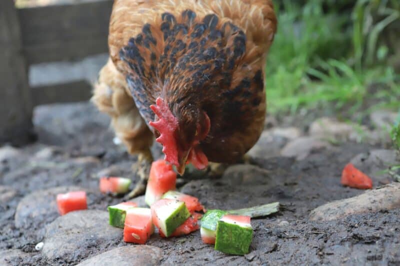 a chicken eating watermelon