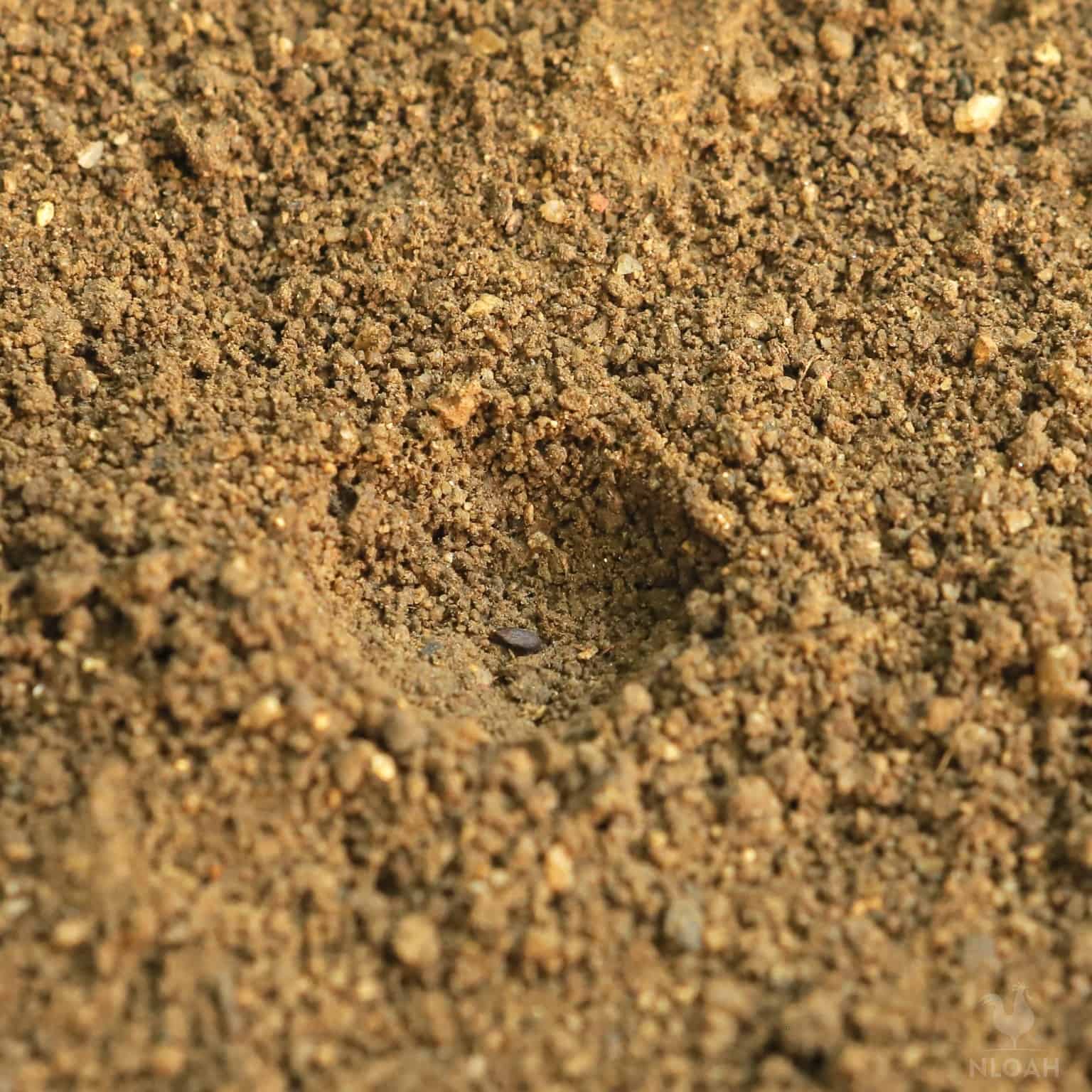 basil seed inside hole in garden soil