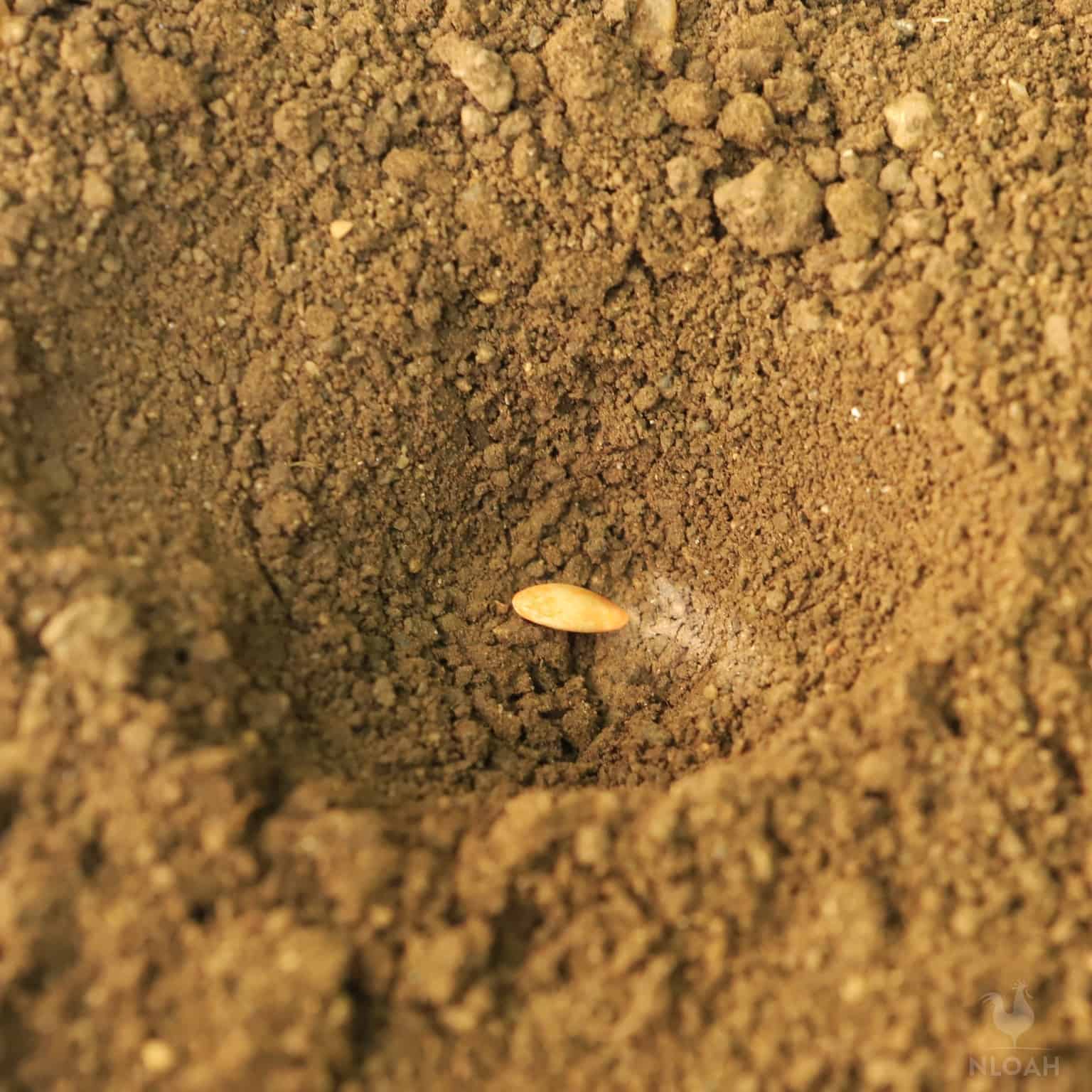 cucumber seed in hole in the ground