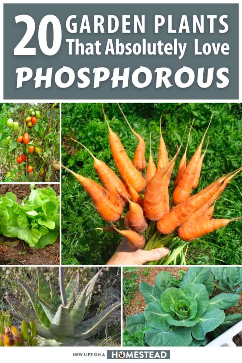 garden plants that love phosphorous pinterest