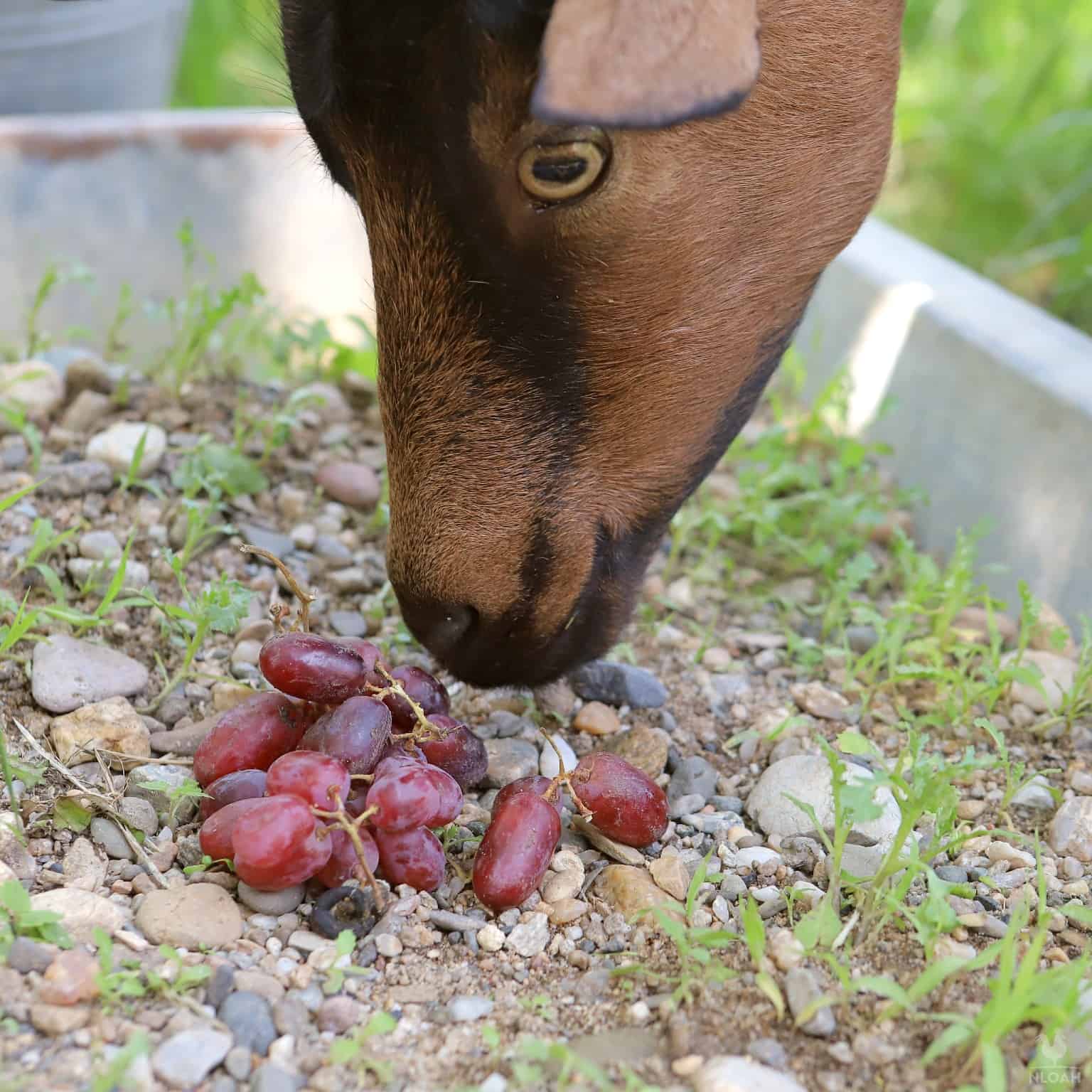 a goat trying some grapes