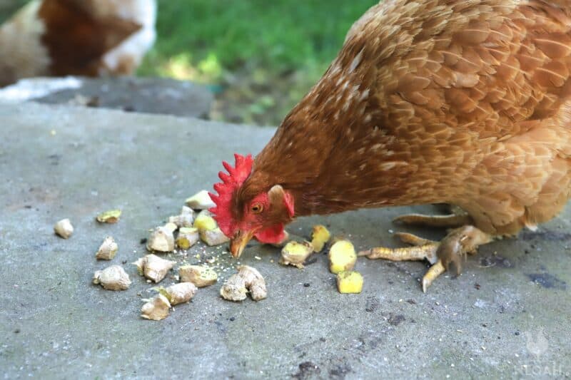 a chicken eating diced ginger root