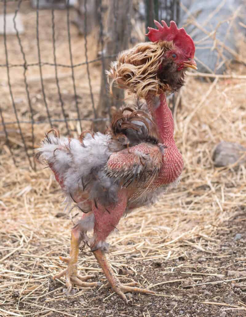 a double frizzle rooster that may also be molting