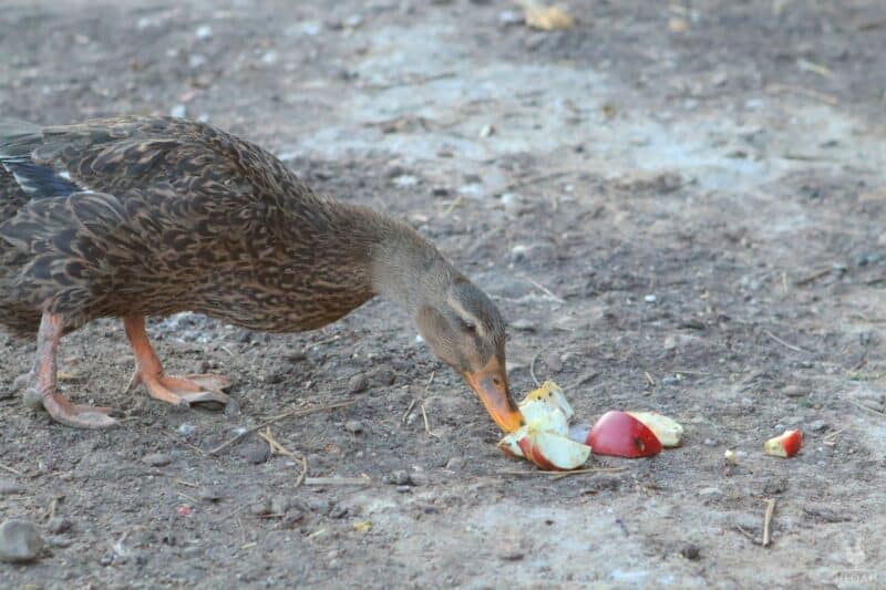 a duck eating apple slices