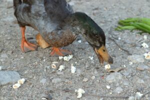 a Cayuga duck eating popcorn