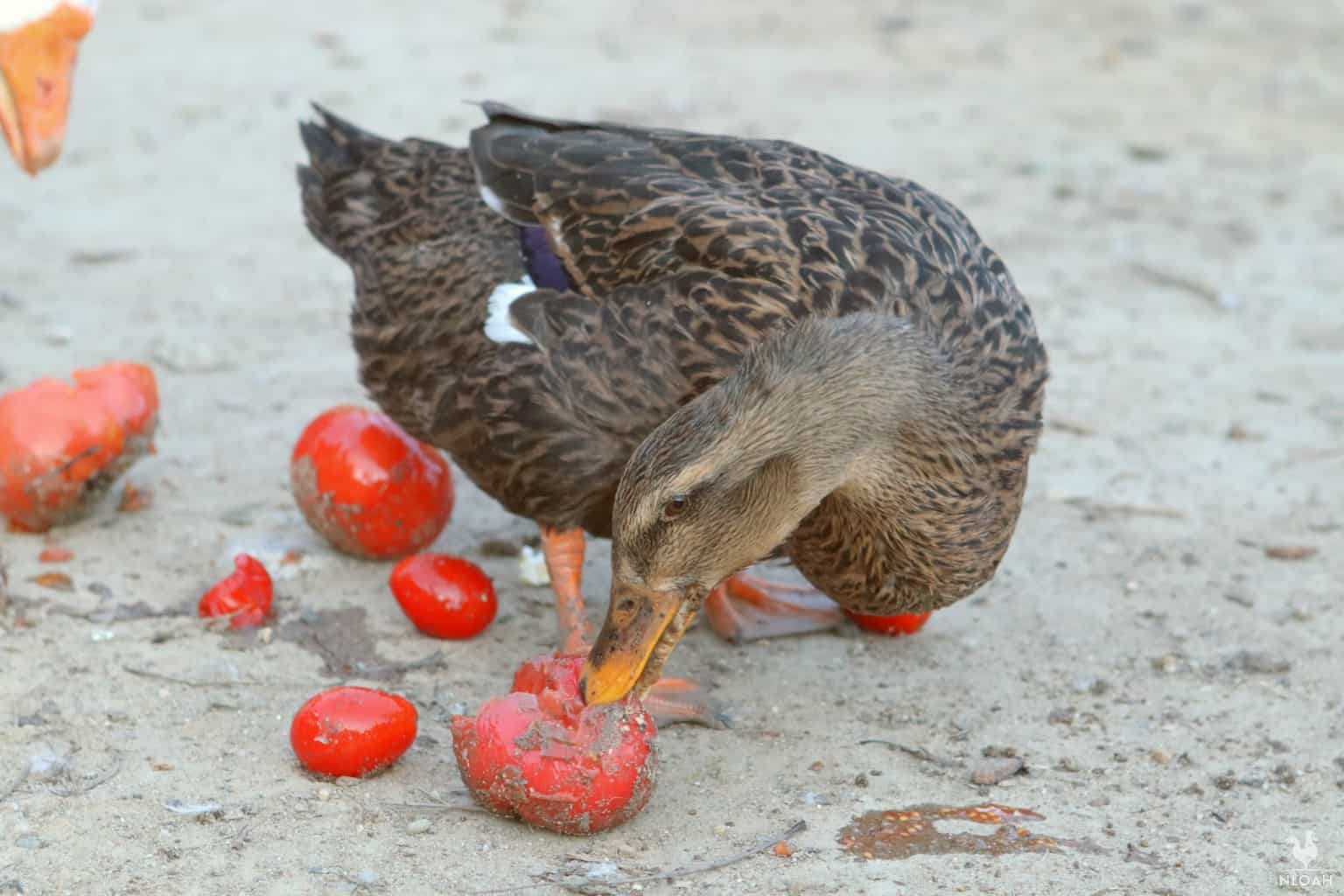 a duck eating tomatoes