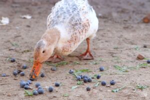 a duck enjoying some blueberries